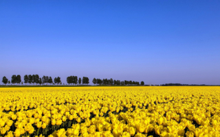 Желтое поле тюльпанов