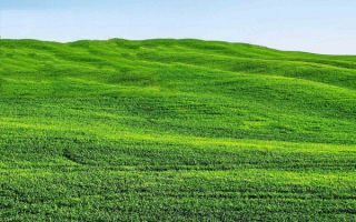 Зеленое поле на холмах