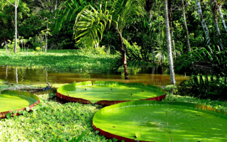 Растительный мир Амазонки