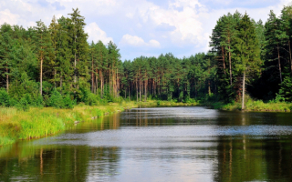 Река в сосновом лесу