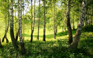 Летний лес