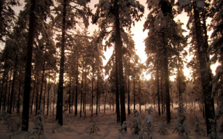 Зимний лес