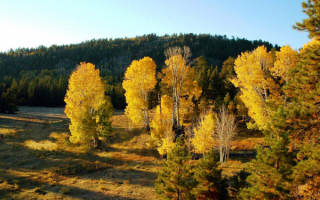 Лес осень