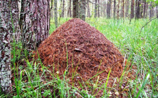 Муравейник в лесу