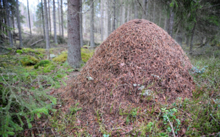 Большой муравейник в лесу