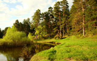 Сосновый лес на берегу реки