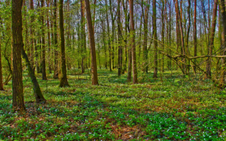 Весенний лес