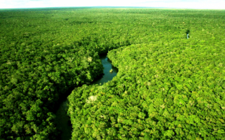 Лес Амазонии