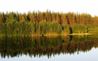 Лес на берегу