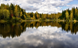 Осенний  лес на берегу
