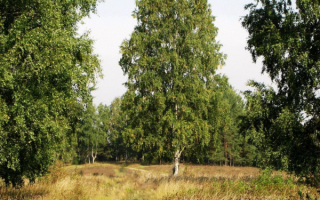 Русский лес