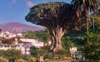 Тысячелетнее Драконово дерево на острове Тенерифе