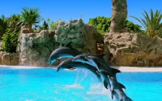 Шоу дельфинов на Канарских островах
