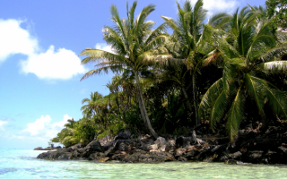 Пальмы острова Мадагаскар