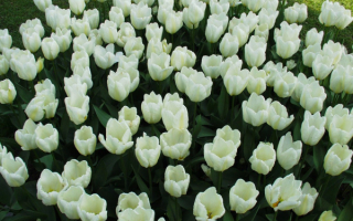Белые тюльпаны на клумбе