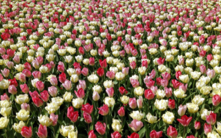 Поле разноцветных тюльпанов