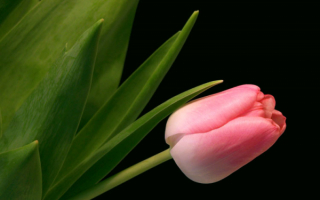 Маленький тюльпан