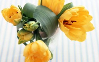 Декоративные тюльпаны