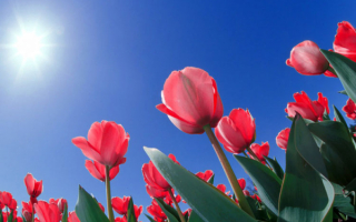 Тюльпаны на Солнце