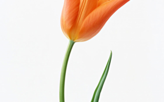 Длинный тюльпан