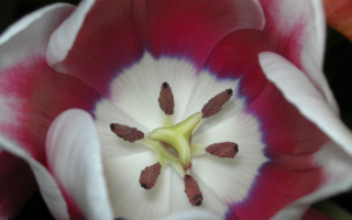 Тычинки тюльпана