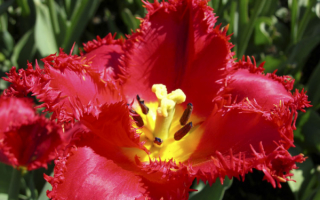 Махровый красный тюльпан
