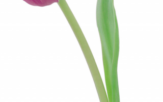 Бутон тюльпана