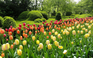 Разноцветные тюльпаны в саду