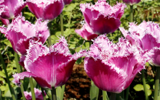 Тюльпаны бахромчатые  фиолетовые