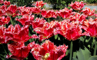Тюльпаны бахромчатые красные