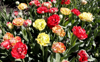 Тюльпаны махровые разноцветные