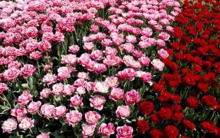 Тюльпаны махровые розовые и красные