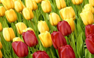 Желтые и бордовые тюльпаны