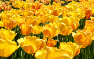 Желтые тюльпаны на картинке