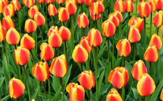 Жепто-красные тюльпаны
