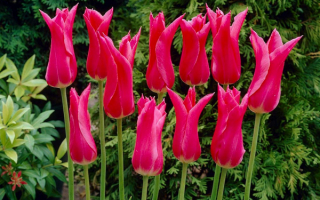 Лилиецветковые тюльпаны