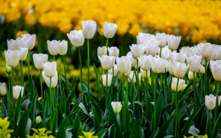 Тюльпаны белые в саду