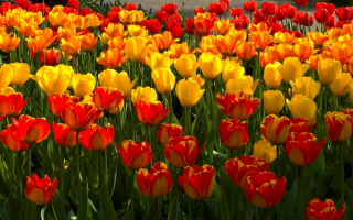 Тюльпаны картинка весны