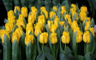 Тюльпаны бахромчатые желтые