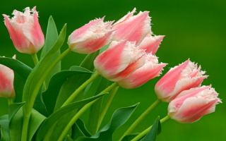 Тюльпаны бахромчатые розовые