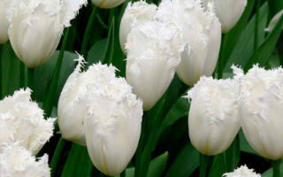 Тюльпаны бахромчатые белые