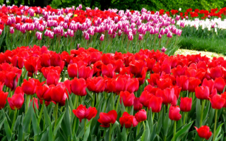 Красивые тюльпаны в парке