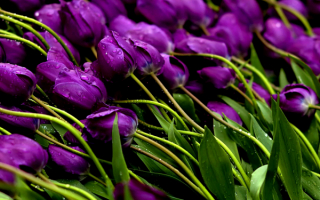 Тюльпаны в каплях весеннего дождя