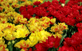 Тюльпаны желтые и красные