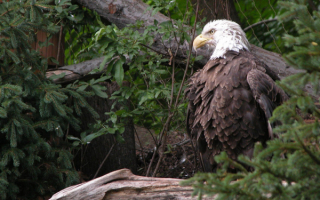 Орел, сидящий на ветке дерева