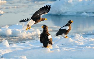Белоплечие орланы на льдине