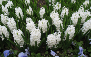 Цветы гиацинты белые