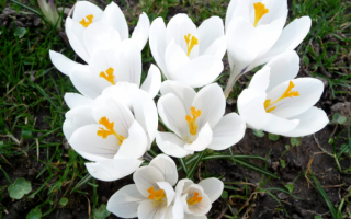 Цветы крокусы белые
