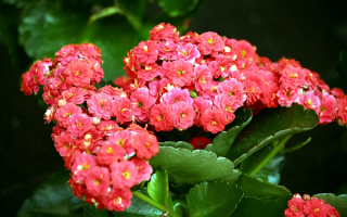 Каланхоэ цветы