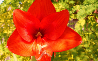 Цветок амариллис